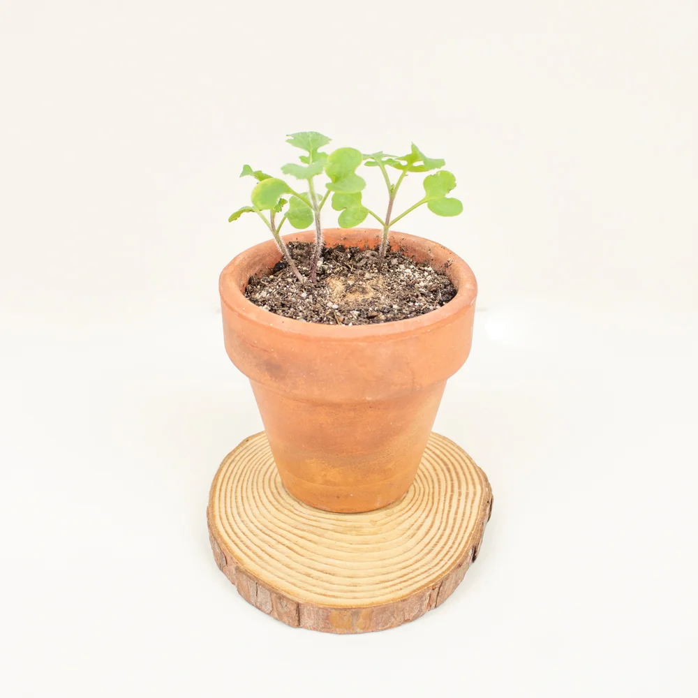 Bombon plantable monodosis