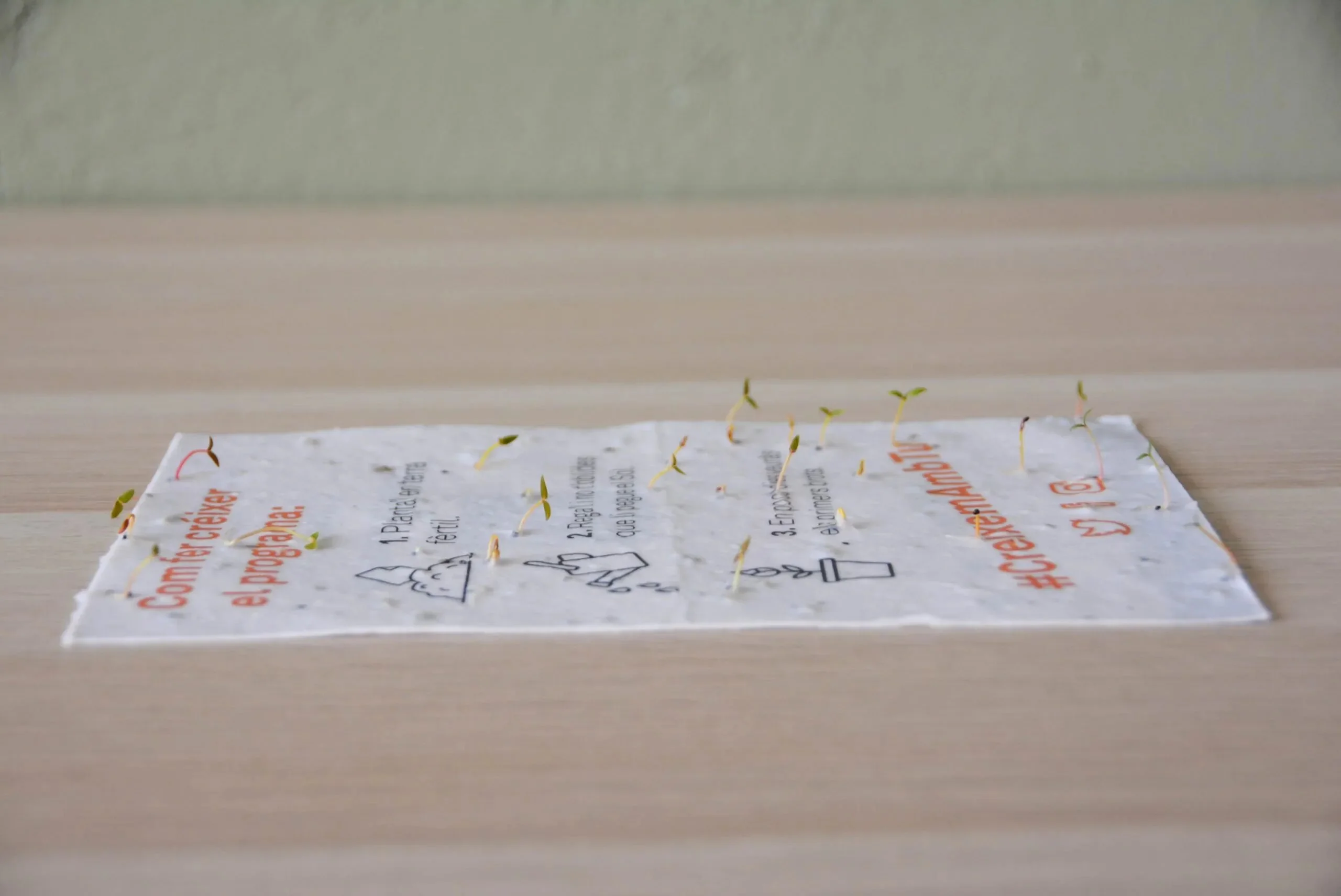 papel-con-semillas_8-scaled (4) papel con semillas Sheedo Studio