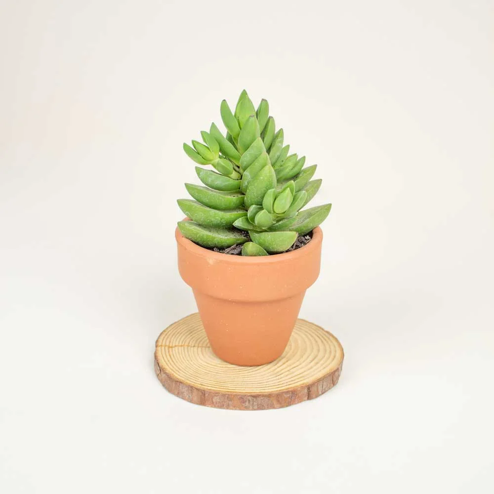 Planta suculenta Planta suculenta