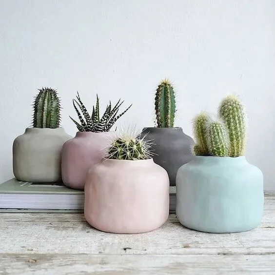 6 ideas para regalar plantas de oficina