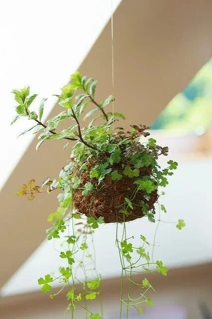 6 ideas para regalar plantas de oficina