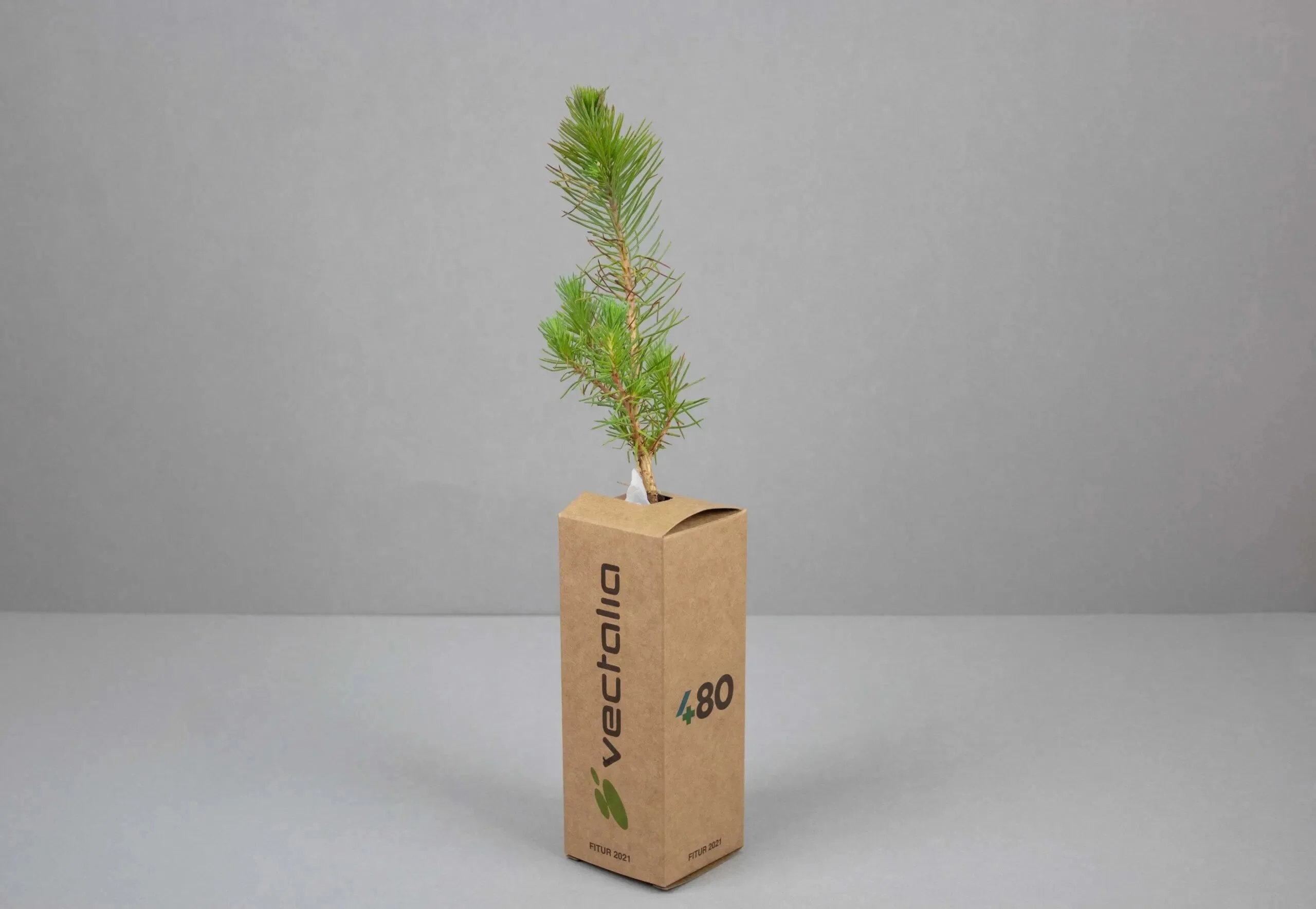 Arbolitos-vectalia_2-scaled Arbolitos-vectalia