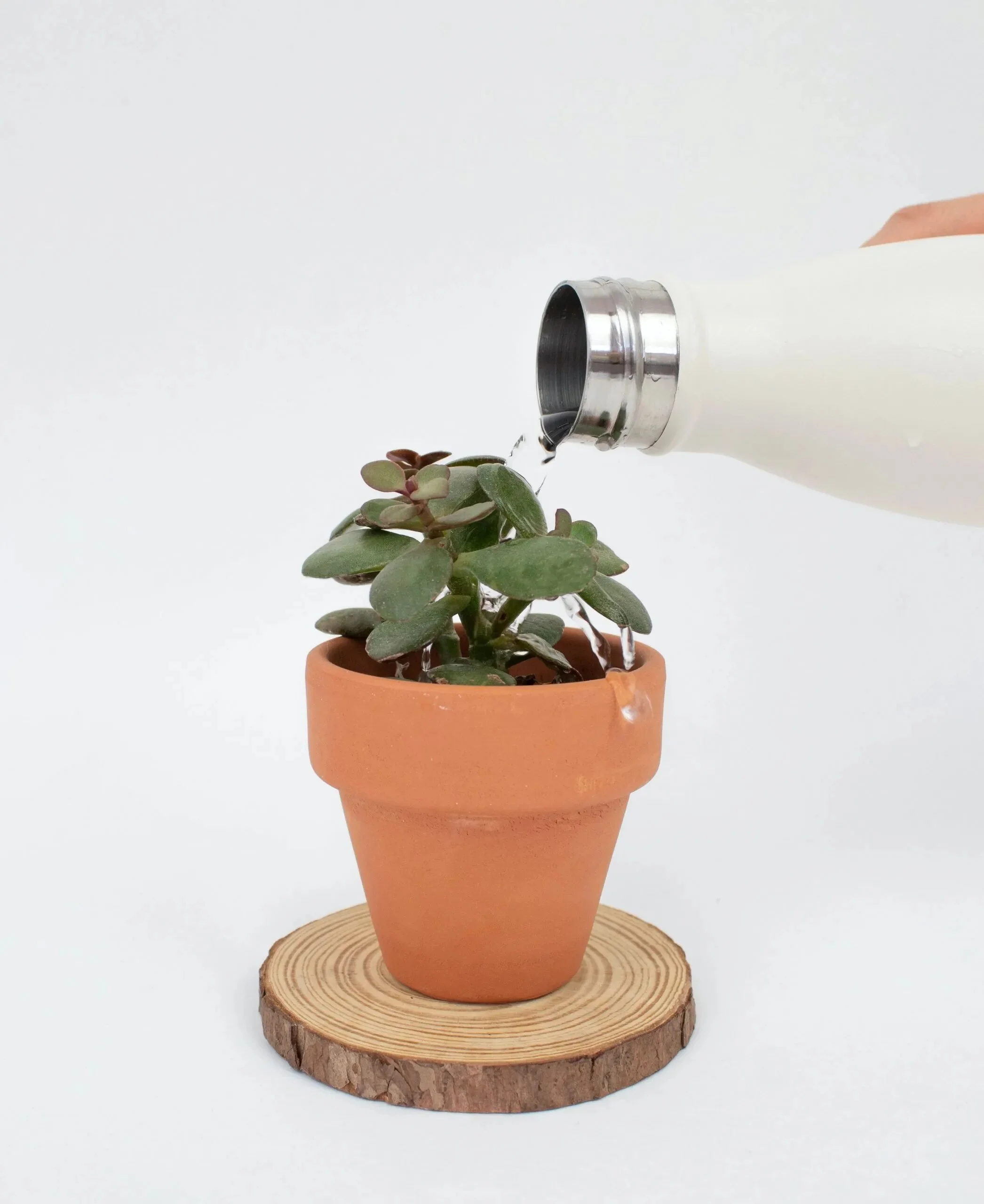 suculentas para regalar