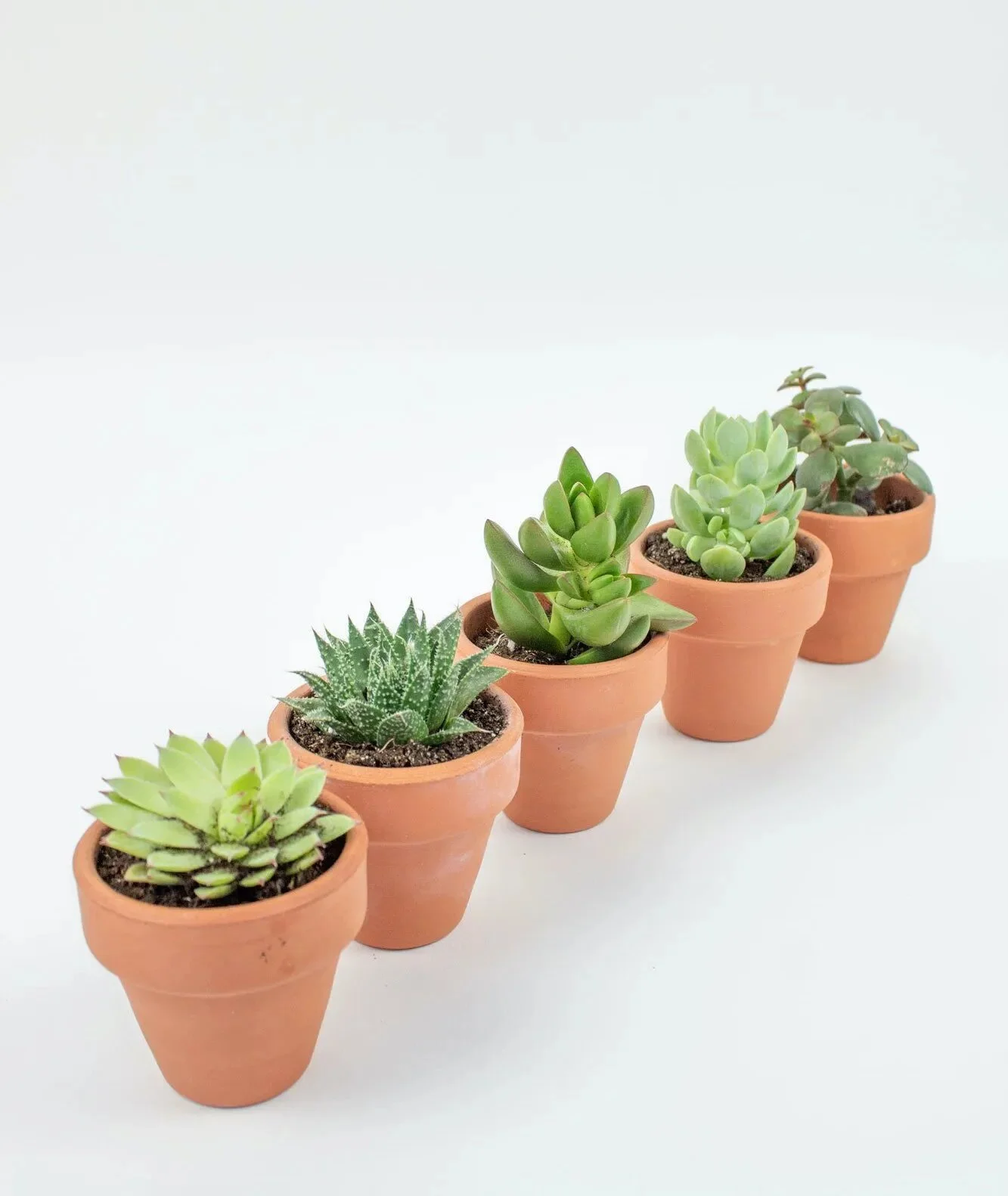 suculentas para regalar