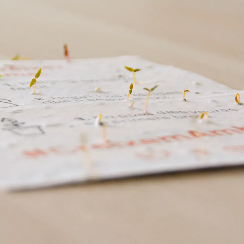 Hoja de papel plantable germinado