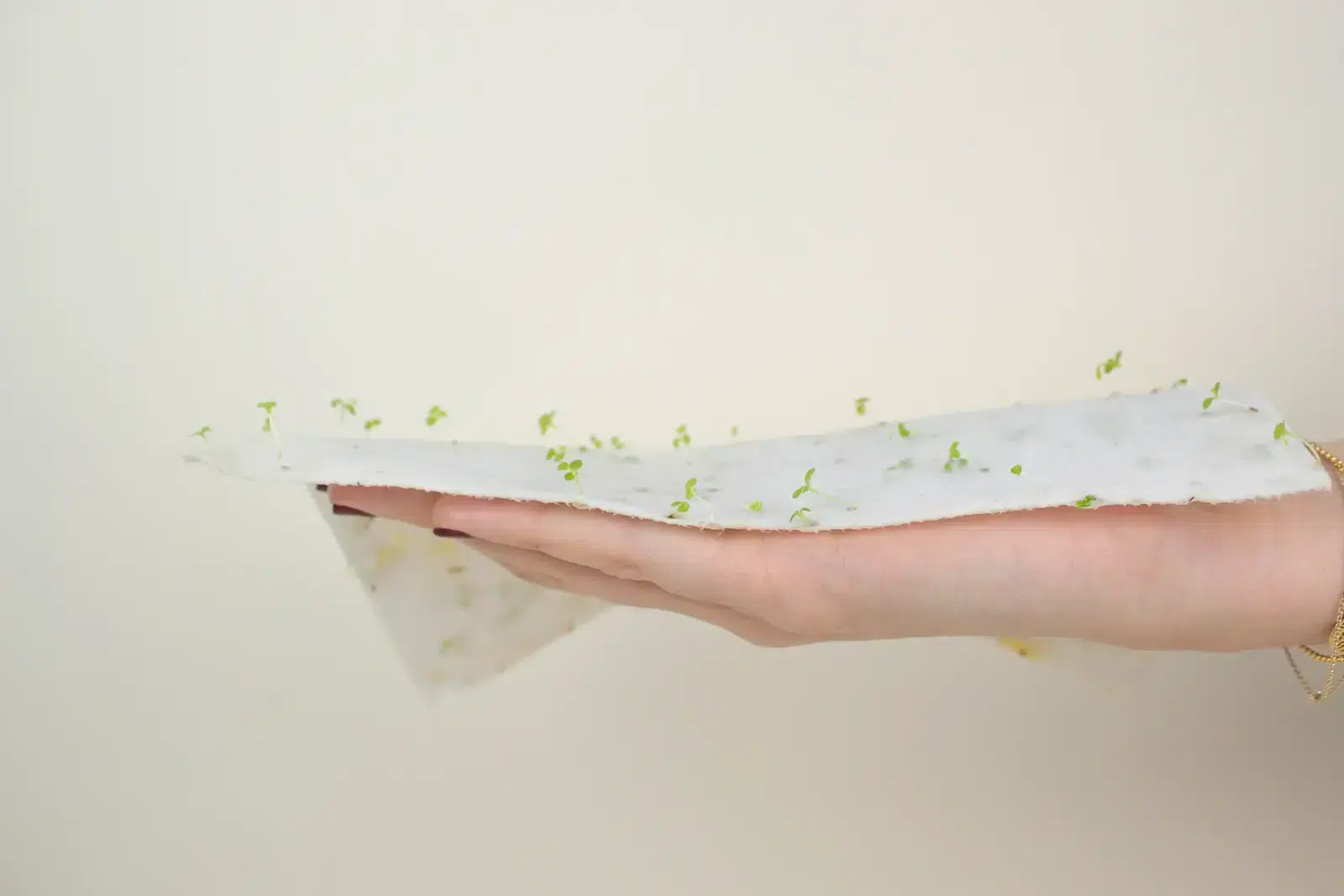 Mano sujetando una tarjeta de papel con semillas con brotes germinados
