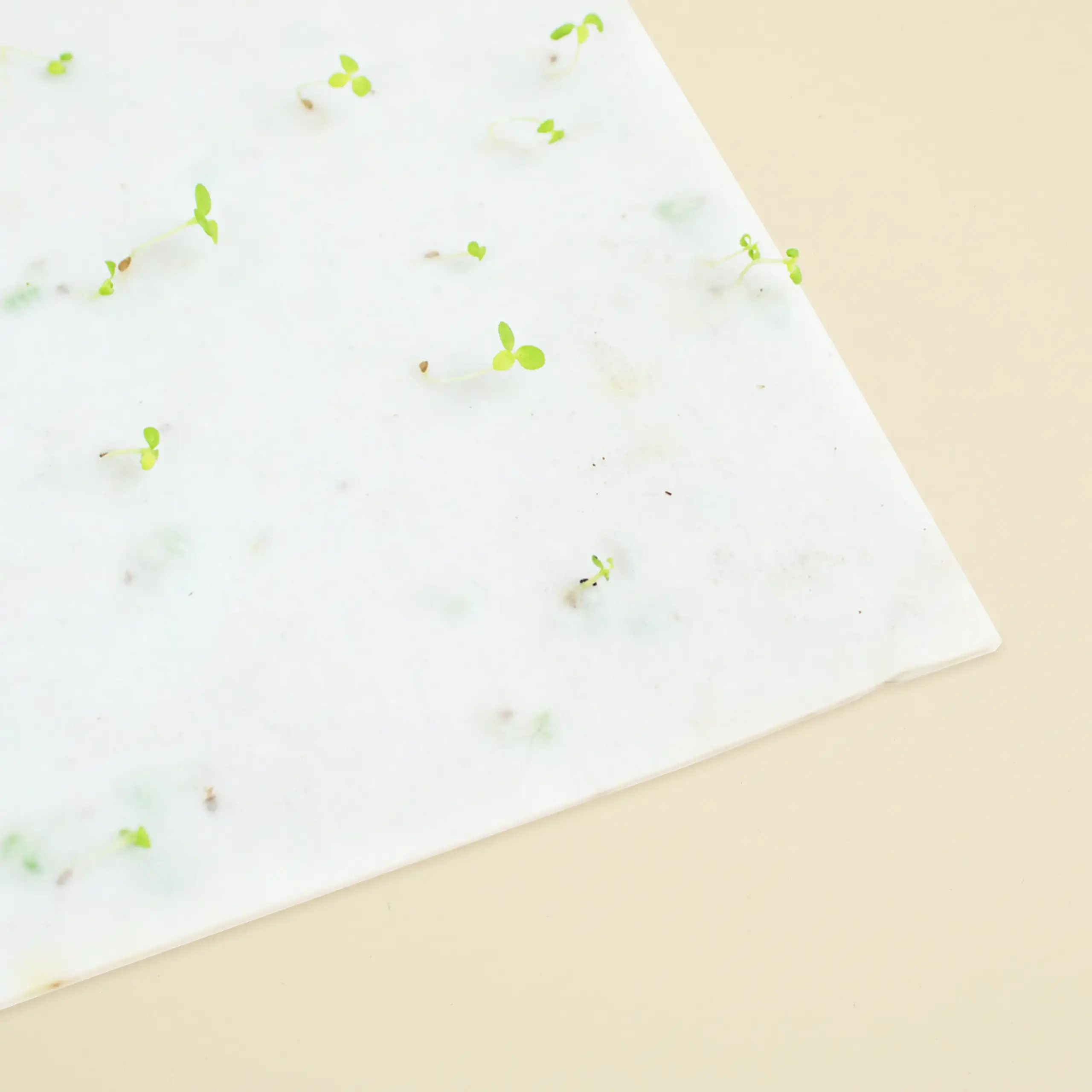 Brotes germinando de una tarjeta de papel plantable