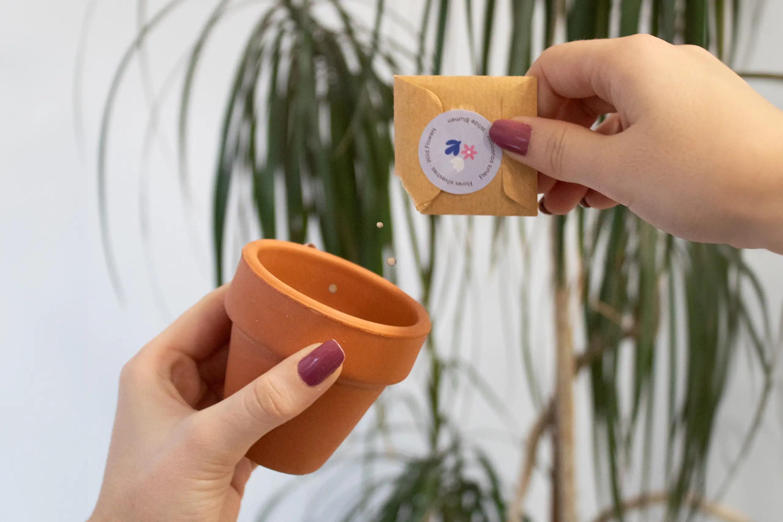 6 ideas para regalar plantas de oficina a tus compañeros de trabajo