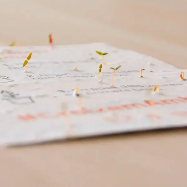 Hoja de papel plantable germinado